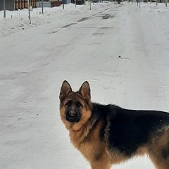 Подробнее об объявлении «Тюмень Пропала собака кобель» Фото: пропала собака Немецкая овчарка «Тюмень Пропала собака кобель» в г. Тюмень