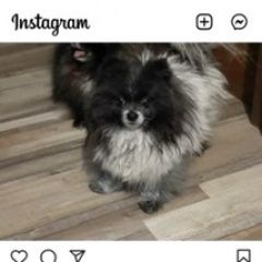 Подробнее об объявлении «Шахты Пропала собака кобель шпиц на улице» Фото: пропала собака Японский шпиц «Шахты Пропала собака кобель шпиц на улице» в г. Шахты