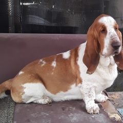 Подробнее об объявлении «Геленджик Пропала собака кобель бассет хаунд» Фото: пропала собака Бассет-хаунд «Геленджик Пропала собака кобель бассет хаунд» в г. Геленджик