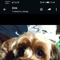 Подробнее об объявлении «Пропала собака кобель помогите репостом найтись собаке Санкт-Петербург» Фото: пропала собака Петербургская орхидея «Пропала собака кобель помогите репостом найтись...» в г. Санкт-Петербург