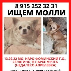 Подробнее об объявлении «Пропала собака чихуахуа молли Москва» Фото: пропала собака Чихуахуа «Пропала собака чихуахуа молли Москва» в г. Москва