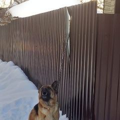 Подробнее об объявлении «Обнинск Пропала собака немецкая овчарка девочка, 4 года» Фото: пропала собака Немецкая овчарка «Обнинск Пропала собака немецкая овчарка...» в г. Обнинск