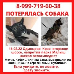 Подробнее об объявлении «Одинцово Пропала собака кобель» Фото: пропала собака  «Одинцово Пропала собака кобель» в г. Одинцово