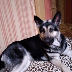 Подробнее об объявлении «Пропала собака потерялась собака Санкт-Петербург» Фото: пропала собака Восточно-европейская овчарка «Пропала собака потерялась собака Санкт-Петербург» в г. Санкт-Петербург