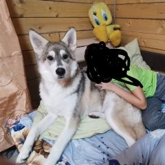 Подробнее об объявлении «Пропала собака кобель Уфа» Фото: пропала собака  «Пропала собака кобель Уфа» в г. Уфа