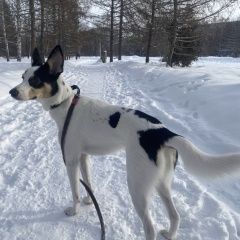 Подробнее об объявлении «Пропала собака черно-белая, высотой до колена Екатеринбург» Фото: пропала собака  «Пропала собака черно-белая, высотой до колена...» в г. Екатеринбург
