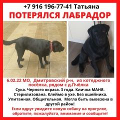 Подробнее об объявлении «Пропала собака Икша» Фото: пропала собака Лабрадор ретривер «Пропала собака Икша» в г. Икша