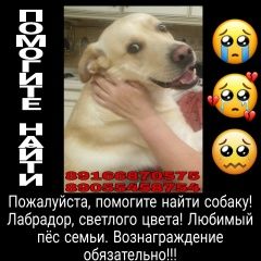 Подробнее об объявлении «Пропала собака кобель просьба помочь найти члена семьи Домодедово» Фото: пропала собака Лабрадор ретривер «Пропала собака кобель просьба помочь найти...» в г. Домодедово