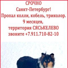 Подробнее об объявлении «Пропала собака кобель подросток колли, сяськелево Санкт-Петербург» Фото: пропала собака Колли «Пропала собака кобель подросток колли,...» в г. Санкт-Петербург