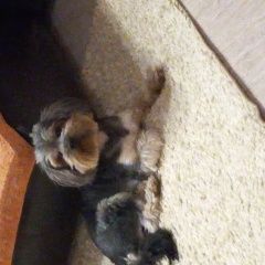 Подробнее об объявлении «Анапа Пропала собака кобель» Фото: пропала собака Йоркширский терьер «Анапа Пропала собака кобель» в г. Анапа