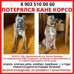 Подробнее об объявлении «Одинцово Пропала собака кобель помогите вернуться домой» Фото: пропала собака Кане-корсо «Одинцово Пропала собака кобель помогите...» в г. Одинцово