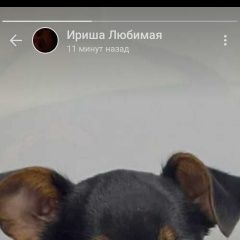 Подробнее об объявлении «Ставрополь Пропала собака той терьер девочка» Фото: пропала собака  «Ставрополь Пропала собака той терьер девочка» в г. Ставрополь