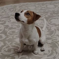 Подробнее об объявлении «Ульяновск Пропала собака кобель джек рассел терьер» Фото: пропала собака Джек рассел терьер «Ульяновск Пропала собака кобель джек рассел терьер» в г. Ульяновск