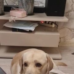 Подробнее об объявлении «Тольятти Пропала собака кобель» Фото: пропала собака Лабрадор ретривер «Тольятти Пропала собака кобель» в г. Тольятти