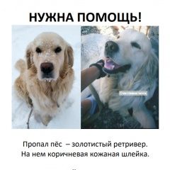 Подробнее об объявлении «Ставрополь Пропала собака кобель. в районе днт полет пёс» Фото: пропала собака  «Ставрополь Пропала собака кобель. в районе днт...» в г. Ставрополь