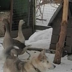 Подробнее об объявлении «Пропала собака из снт гидротехник Раменское» Фото: пропала собака  «Пропала собака из снт гидротехник Раменское» в г. Раменское