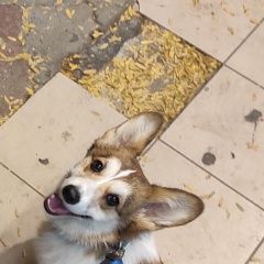 Подробнее об объявлении «Пропала собака кобель корги Симферополь» Фото: пропала собака Вельш корги «Пропала собака кобель корги Симферополь» в г. Симферополь