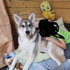 Подробнее об объявлении «Пропала собака кобель Уфа» Фото: пропала собака  «Пропала собака кобель Уфа» в г. Уфа