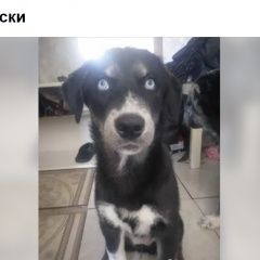Подробнее об объявлении «Челябинск Пропала собака с/з: девочка щенок 3 месяца» Фото: пропала собака  «Челябинск Пропала собака с/з: девочка щенок 3...» в г. Челябинск