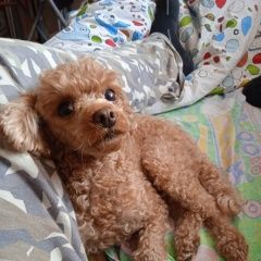 Подробнее об объявлении «Пропала собака той-пудель Санкт-Петербург» Фото: пропала собака Пудель «Пропала собака той-пудель Санкт-Петербург» в г. Санкт-Петербург