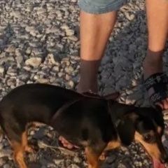 Подробнее об объявлении «Пропала собака Симферополь» Фото: пропала собака Такса «Пропала собака Симферополь» в г. Симферополь