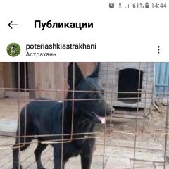 Подробнее об объявлении «Астрахань Пропала собака овчарка, ванесса» Фото: пропала собака Немецкая овчарка «Астрахань Пропала собака овчарка, ванесса» в г. Астрахань