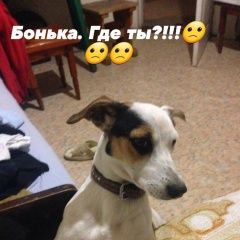 Подробнее об объявлении «Пропала собака Севастополь» Фото: пропала собака  «Пропала собака Севастополь» в г. Севастополь