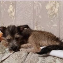 Подробнее об объявлении «Пропала собака, (девочка) Пермь» Фото: пропала собака  «Пропала собака, (девочка) Пермь» в г. Пермь