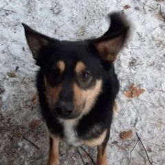 Подробнее об объявлении «Жуковский Пропала собака черный кобель с рыжим, зеленый ошейник» Фото: пропала собака  «Жуковский Пропала собака черный кобель с рыжим,...» в г. Жуковский