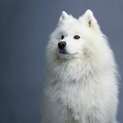 Подробнее об объявлении «Орск Пропала собака кобель» Фото: пропала собака Самоедская лайка «Орск Пропала собака кобель» в г. Орск