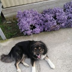 Подробнее об объявлении «Анапа Пропала собака кобель чёрный «малыш»» Фото: пропала собака  «Анапа Пропала собака кобель чёрный «малыш»» в г. Анапа