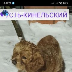 Подробнее об объявлении «Кинель Пропала собака кобель» Фото: пропала собака Американский кокер-спаниель «Кинель Пропала собака кобель» в г. Кинель