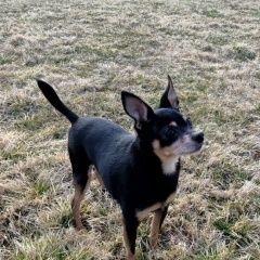 Подробнее об объявлении «Пропала собака кобель той-терьер вася Санкт-Петербург» Фото: пропала собака Той-терьер «Пропала собака кобель той-терьер вася...» в г. Санкт-Петербург