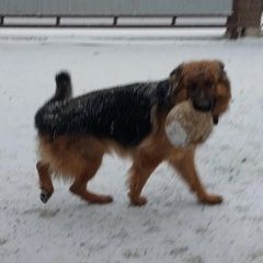 Подробнее об объявлении «Орск Пропала собака» Фото: пропала собака Немецкая овчарка «Орск Пропала собака» в г. Орск