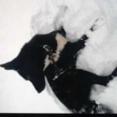 Подробнее об объявлении «Пропала собака кобель Королев» Фото: пропала собака  «Пропала собака кобель Королев» в г. Королев