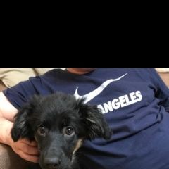 Подробнее об объявлении «Пропала собака Южно-Сахалинск» Фото: пропала собака  «Пропала собака Южно-Сахалинск» в г. Южно-Сахалинск