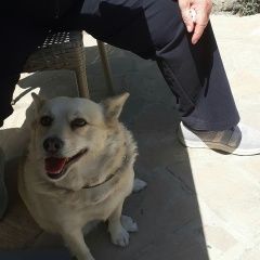 Подробнее об объявлении «Алушта Пропала собака виля» Фото: пропала собака  «Алушта Пропала собака виля» в г. Алушта