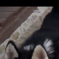 Подробнее об объявлении «Пропала собака кобель хаска. Тогучин» Фото: пропала собака Сибирская хаски «Пропала собака кобель хаска. Тогучин» в г. Тогучин