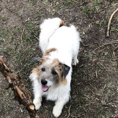 Подробнее об объявлении «Пропала собака кобель Санкт-Петербург» Фото: пропала собака Джек рассел терьер «Пропала собака кобель Санкт-Петербург» в г. Санкт-Петербург