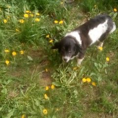 Подробнее об объявлении «Новочебоксарск Пропала собака кобель» Фото: пропала собака  «Новочебоксарск Пропала собака кобель» в г. Новочебоксарск