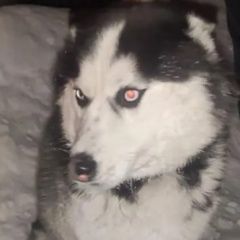 Подробнее об объявлении «Пропала собака кобель хаски окрас черно-белый, с коричневым к. Тогучин» Фото: пропала собака Сибирская хаски «Пропала собака кобель хаски окрас черно-белый,...» в г. Тогучин