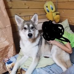Подробнее об объявлении «Пропала собака кобель помогите найти Уфа» Фото: пропала собака  «Пропала собака кобель помогите найти Уфа» в г. Уфа
