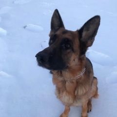 Подробнее об объявлении «Вышний Волочек Пропала собака немецкая овчарка сука чери ошейник стро» Фото: пропала собака Немецкая овчарка «Вышний Волочек Пропала собака немецкая овчарка...» в г. Вышний Волочек