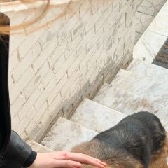 Подробнее об объявлении «Красноярск Пропала собака кобель потерялась овчарка» Фото: пропала собака Немецкая овчарка «Красноярск Пропала собака кобель потерялась...» в г. Красноярск