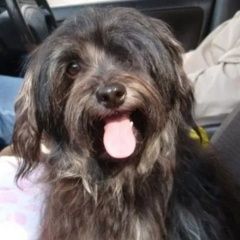 Подробнее об объявлении «Пропала собака Санкт-Петербург» Фото: пропала собака  «Пропала собака Санкт-Петербург» в г. Санкт-Петербург