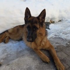 Подробнее об объявлении «Пропала собака кобель немецкой овчарки Солнечногорск» Фото: пропала собака  «Пропала собака кобель немецкой овчарки...» в г. Солнечногорск