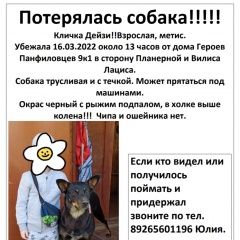 Подробнее об объявлении «Москва Пропала собака» Фото: пропала собака  «Москва Пропала собака» в г. Москва