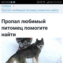 Подробнее об объявлении «Пропала собака кобель Уфа» Фото: пропала собака  «Пропала собака кобель Уфа» в г. Уфа
