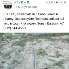 Подробнее об объявлении «Пыть-Ях Пропала собака зовут джесси.» Фото: пропала собака Американский стаффордширский терьер «Пыть-Ях Пропала собака зовут джесси.» в г. Пыть-Ях