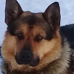 Подробнее об объявлении «Пропала собака кобель Санкт-Петербург» Фото: пропала собака  «Пропала собака кобель Санкт-Петербург» в г. Санкт-Петербург